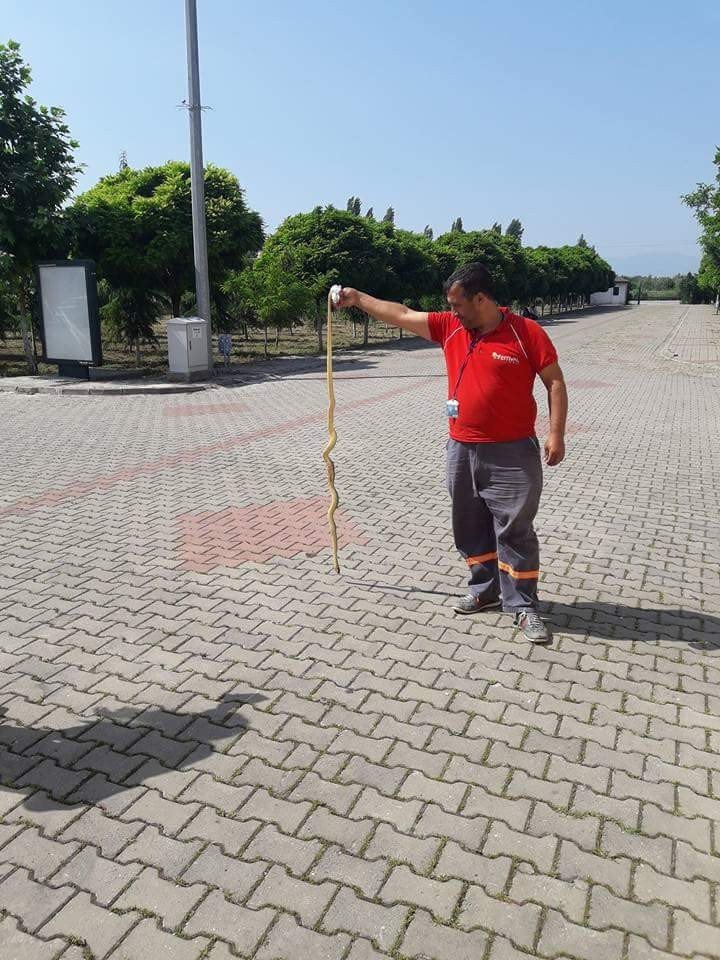 Okul Bahçesinde Zehirli Yılan Alarmı