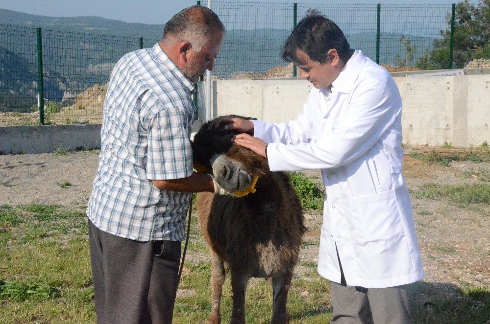 Sahipsiz Eşek ‘Mazlum’ Yeni Yuvasına Götürüldü