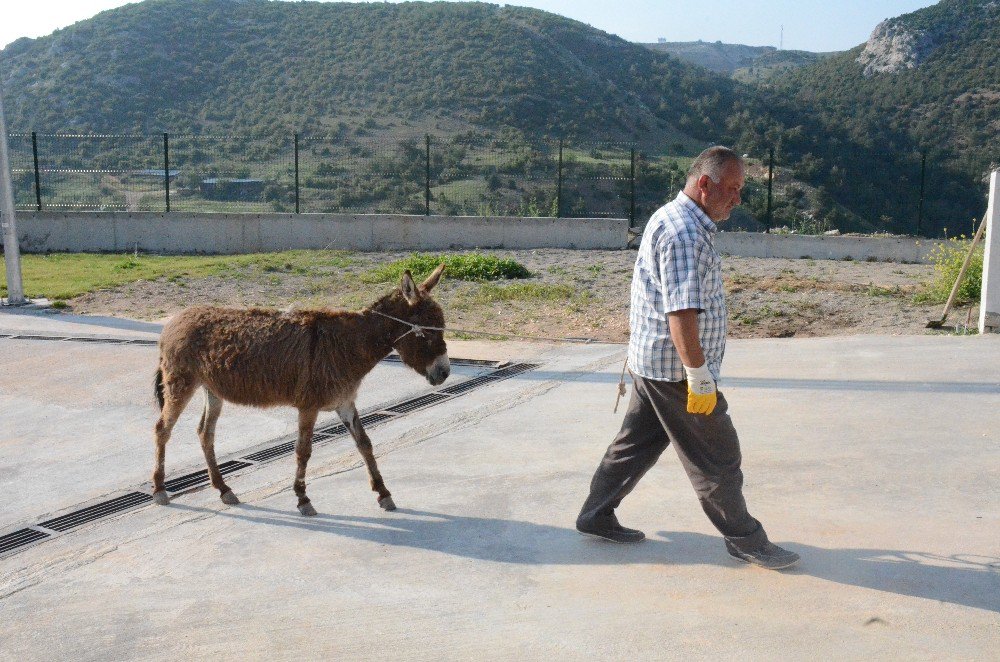 Sahipsiz Eşek ‘Mazlum’ Yeni Yuvasına Götürüldü