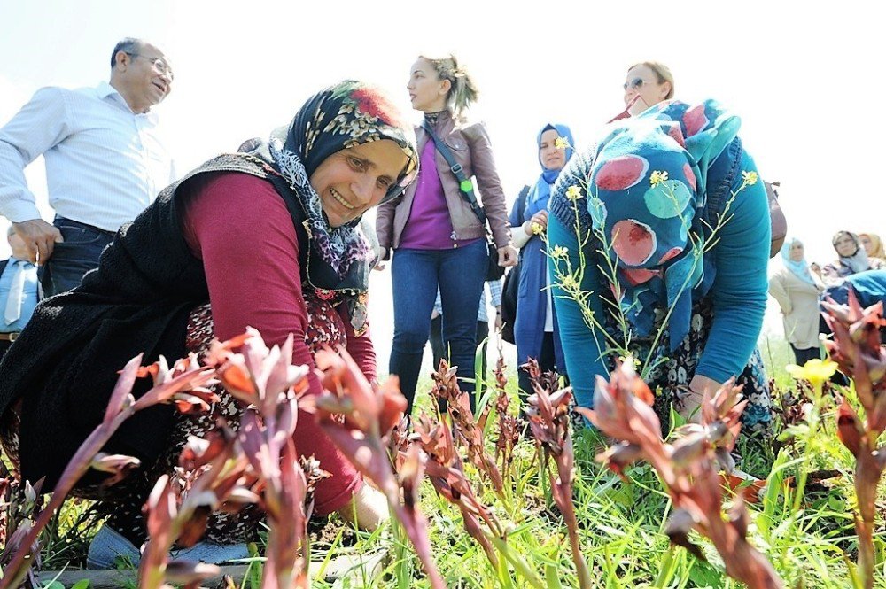 Samsun Salebinde Hasat Zamanı