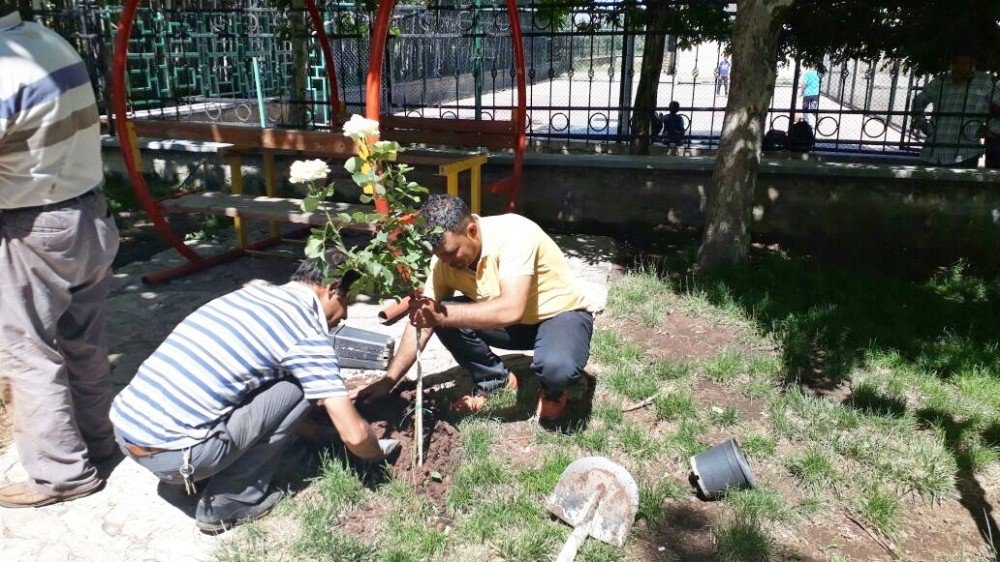 Gölbaşı İlçesinde Parklar Ve Refüjler Güllerle Süslendi