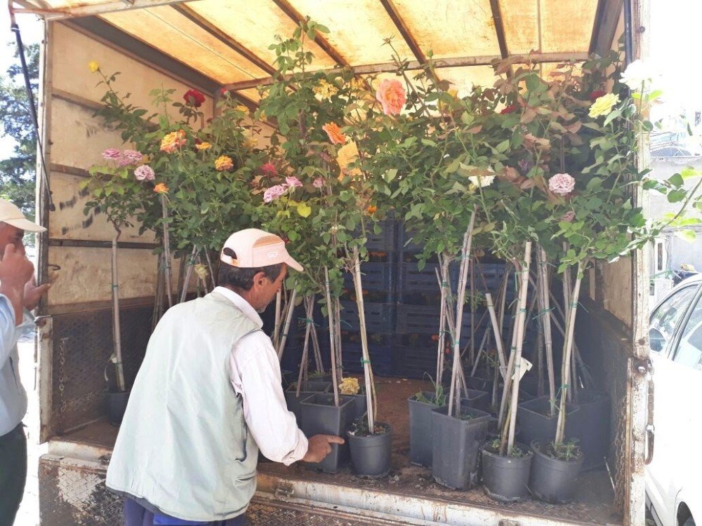 Gölbaşı İlçesinde Parklar Ve Refüjler Güllerle Süslendi