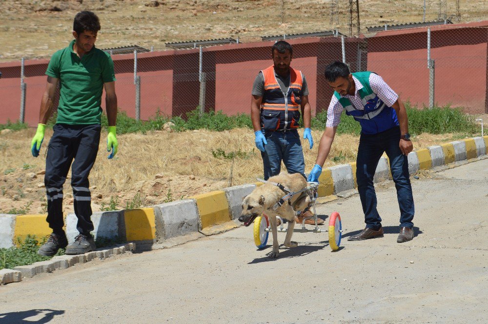 Ayaklarını Kaybeden Köpek Yürüteçle Hayata Tutundu