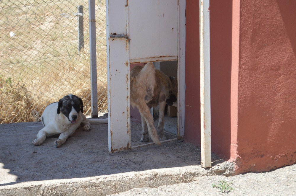 Ayaklarını Kaybeden Köpek Yürüteçle Hayata Tutundu