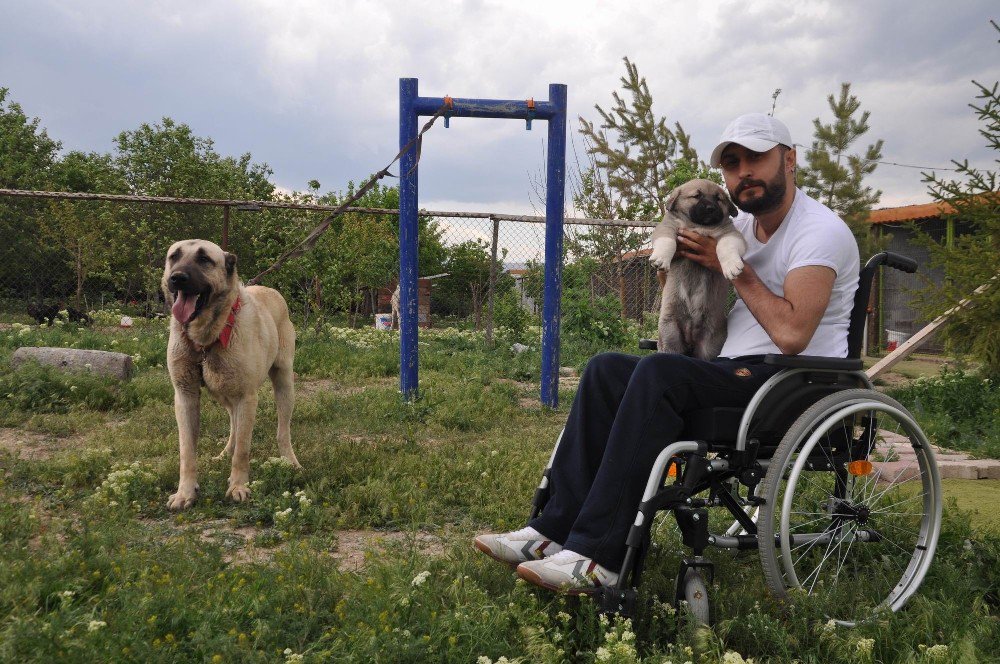 Kangal Köpeği Hayata Tutundurdu