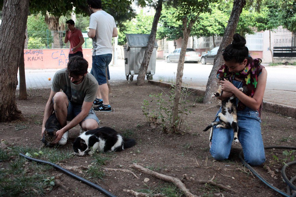 Kedi Canisini Her Yerde Arıyorlar