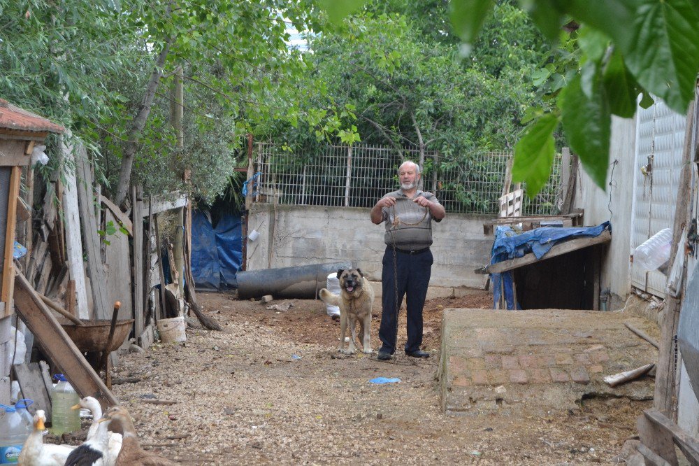 Köpek Yaşlı Kadını Kafasından Isırdı