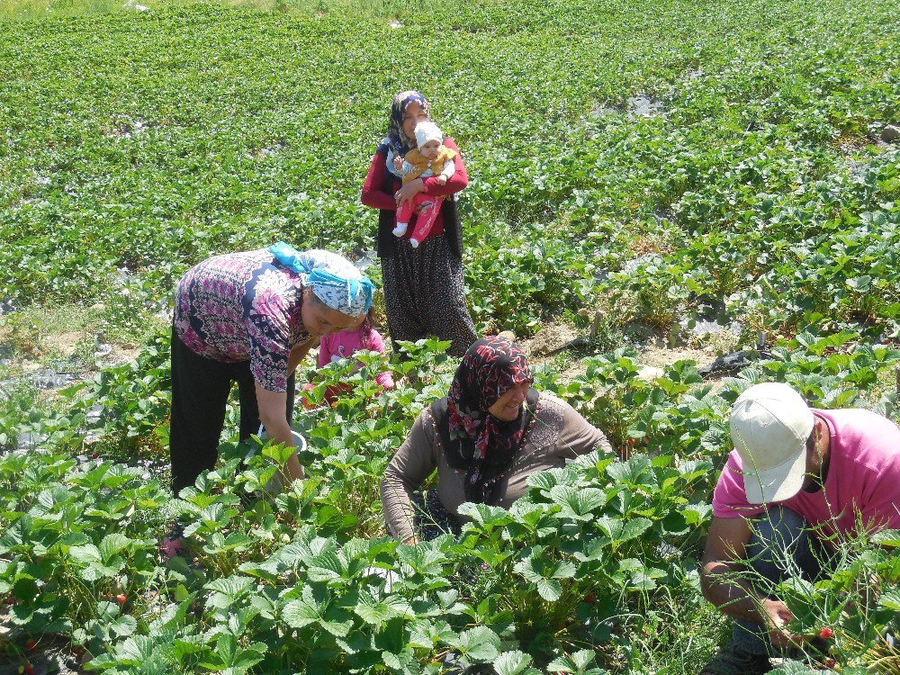 Çilek, Çiftçinin Tatlı Gelir Kapısı Oldu