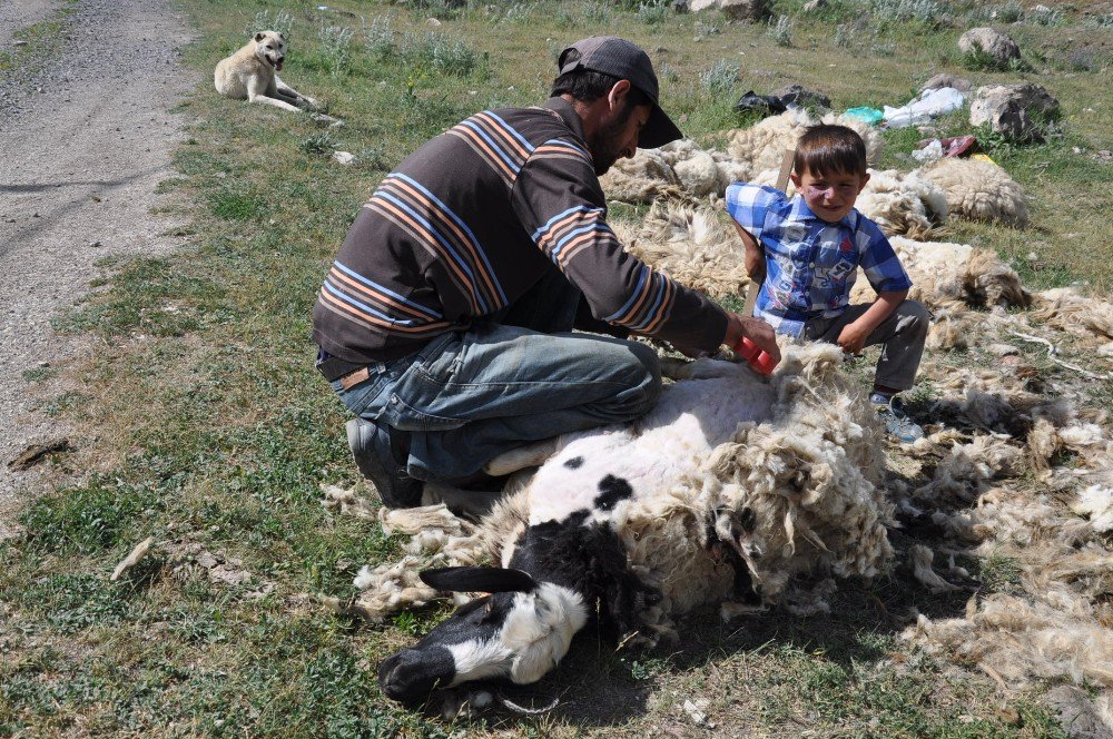 Kars’ta Koyunlar Kırkılmaya Başladı