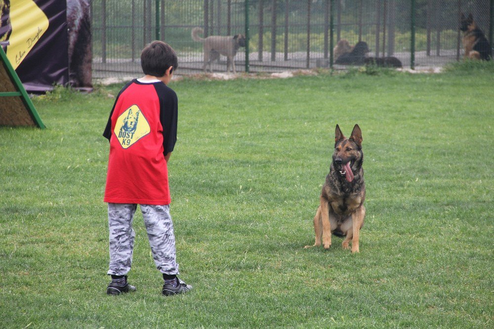 Köpekler Podyumda Boy Gösterdi