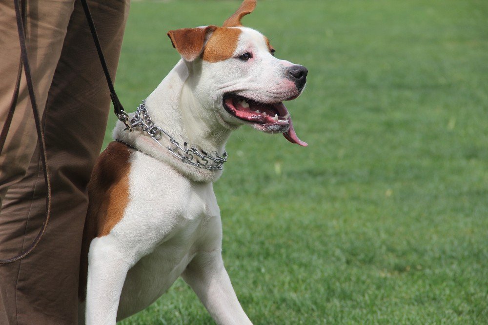 Köpekler Podyumda Boy Gösterdi