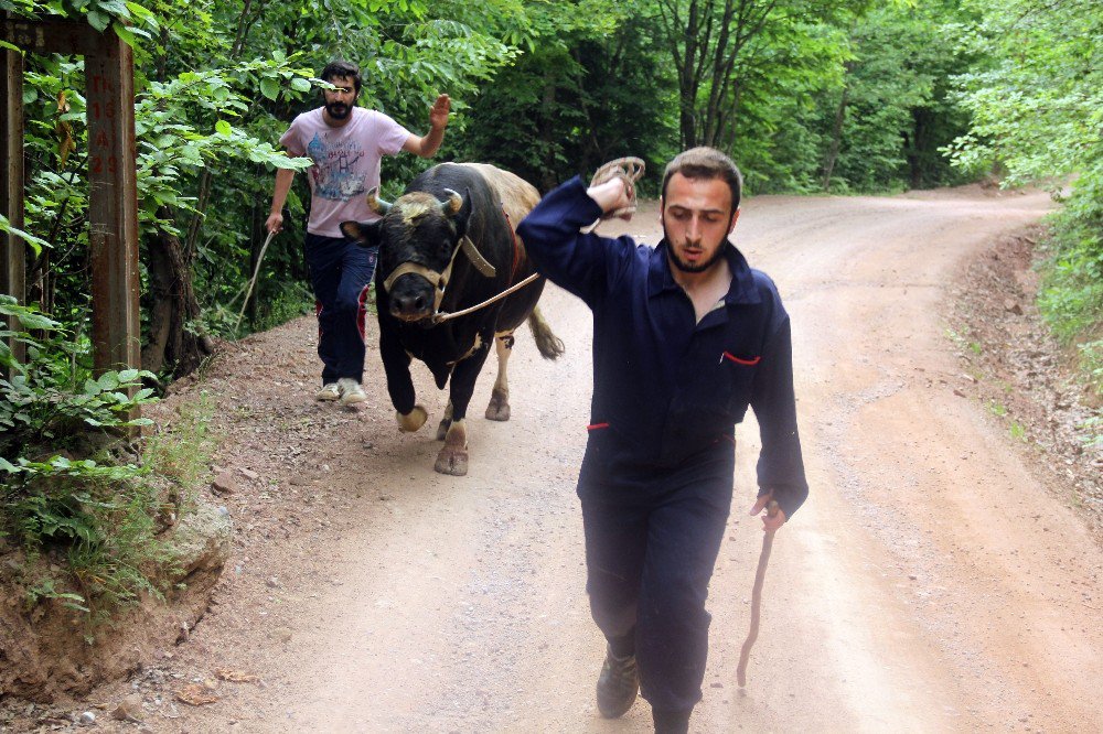 Boğalar Şampiyonlar Ligi İçin Kampa Girdi