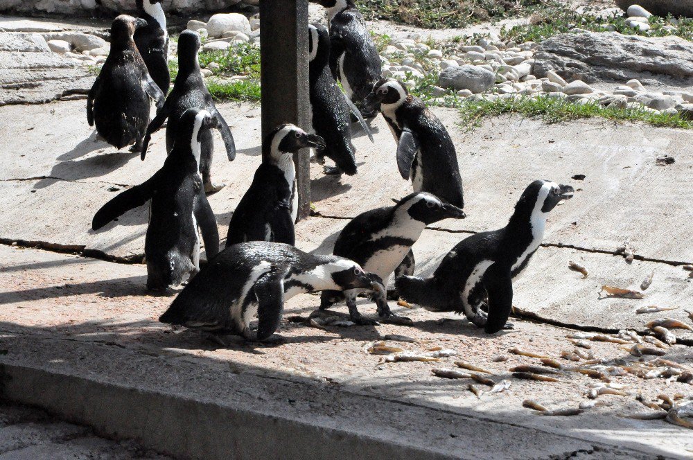 Nesli Tükenmekte Olan Afrika Gözlüklü Penguenleri Darıca’da Korunuyor