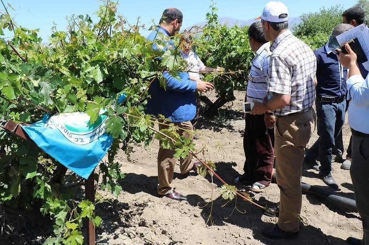 Elazığ’da Dolunun 40 Bin Dekar Alanı Etkilediği Ortaya Çıktı