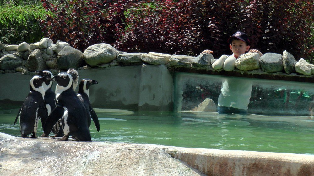 Nesli Tükenmekte Olan Afrika Gözlüklü Penguenleri Darıca’da Korunuyor