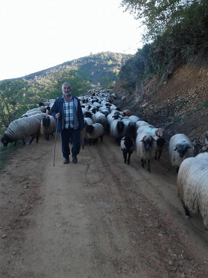 Giresunlu Yaylacıların Yayla Sorunu