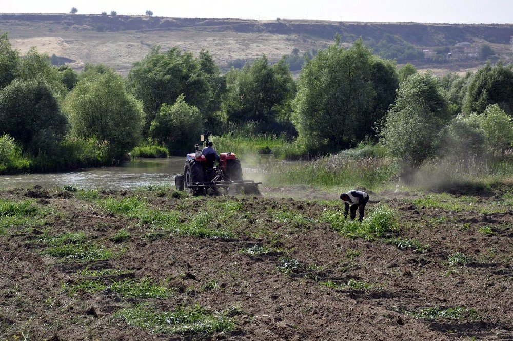 Diyarbakır Karpuzu Artık Festivaller İçin Üretiliyor