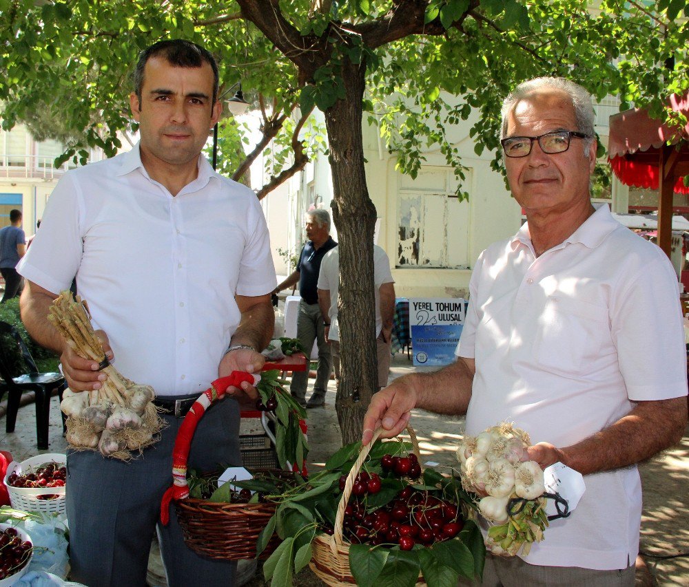 Ula’da 2. Sarımsak Ve Kiraz Şenliği