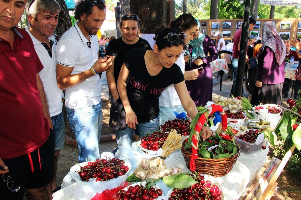 Ula’da 2. Sarımsak Ve Kiraz Şenliği