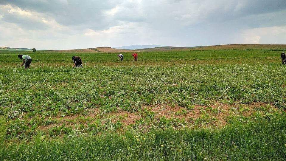 Altıntaş Ovasında 500 Tarım İşçisi