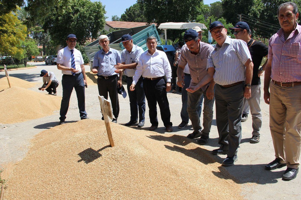 Antalya’da Buğday Hasadı Başladı