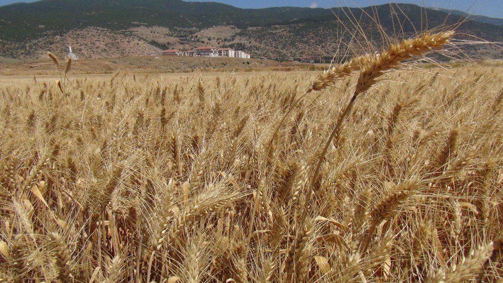 Güneydoğu’da Buğday Hasadındaki Yüksek Rekolte Üreticinin Yüzünü Güldürdü