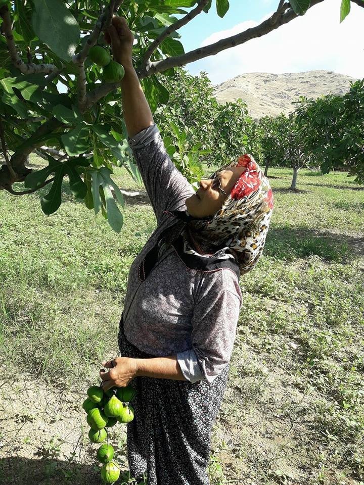 Ödemiş’te İncirlere İlekleme Zamanı