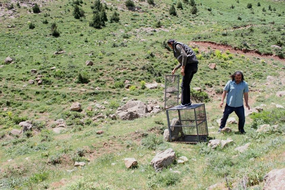 Tedavisi Tamamlanan Kurt Doğaya Bırakıldı