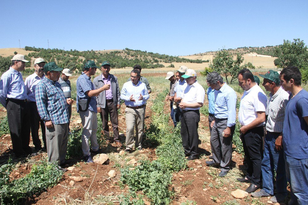 Diyarbakır’da İlk Kez Bezelye Üretildi