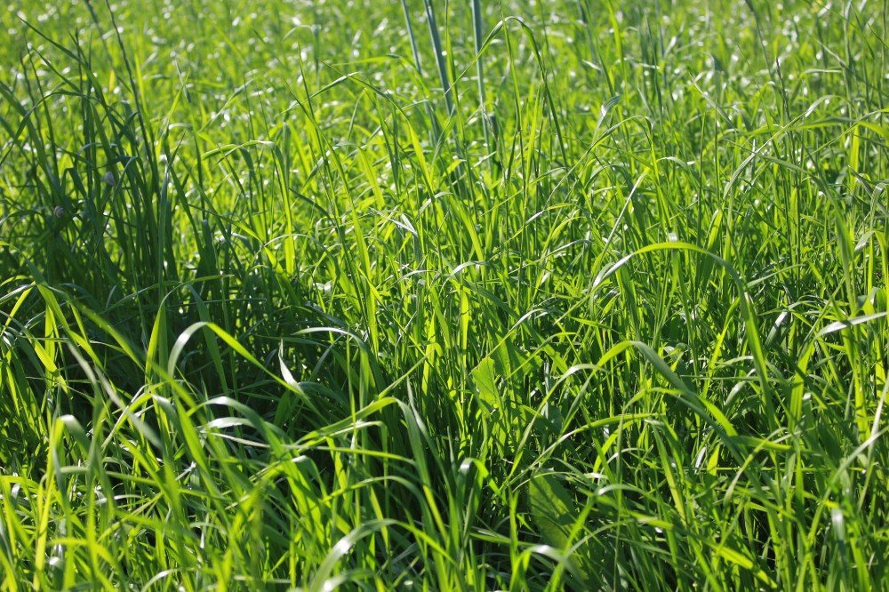 Erzincanlı Çiftçiler Yeni Yem Bitkilerinden Memnun