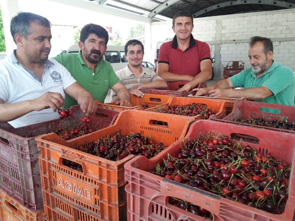 Pazarlar’da Kiraz Sezonu Başladı