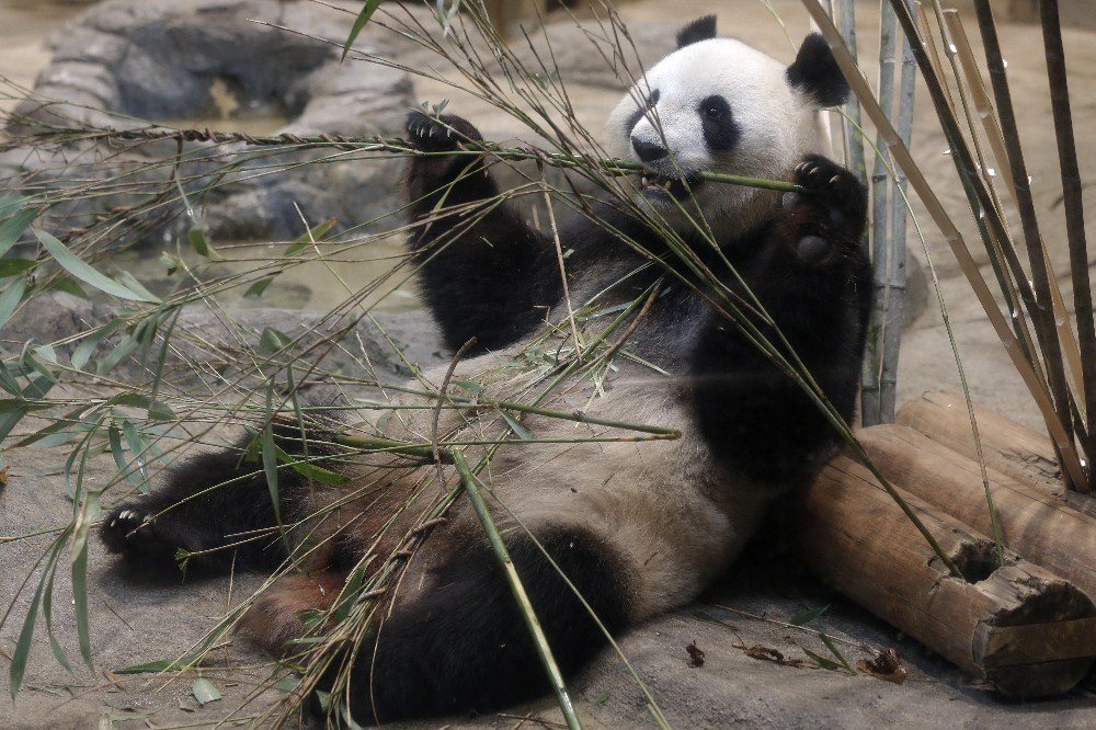 Tokyo’da 5 Yıl Sonra Dev Panda Doğdu