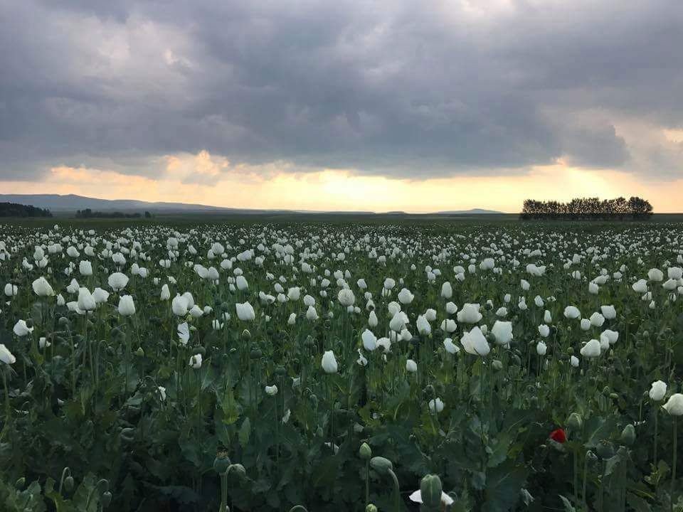 Haşhaş Üretiminde Artış Bekleniyor