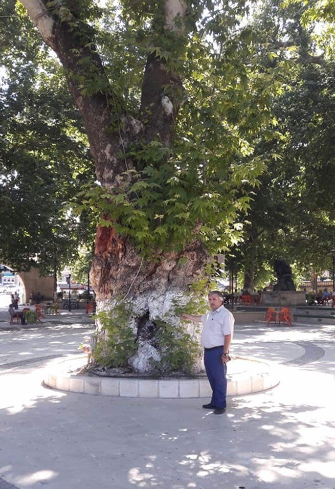 Asırlık Çınar Ağaçları Zararlı Böceklere Teslim