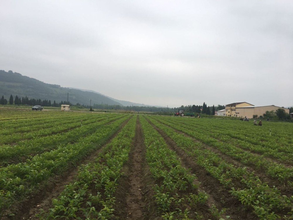 Zonguldak’ta Ceviz Fidanı Müjdesi