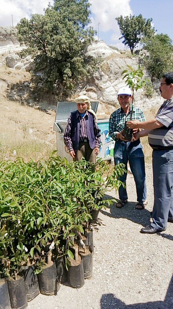 Yunusemre’den Üreticilere Ceviz Fidanı