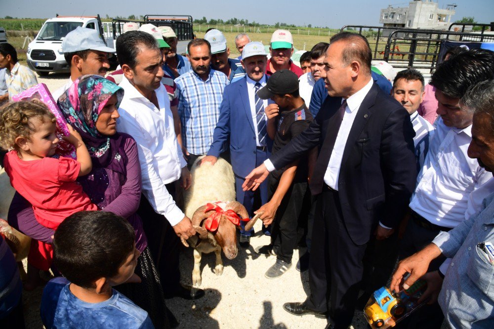 Büyükşehir Belediyesi’nden Üreticiye Damızlık Koç Dağıtımı