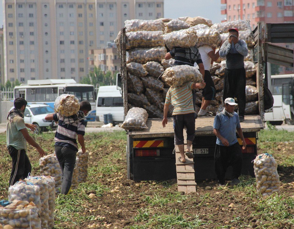 Ekmek Parası Uğruna Sabahtan Akşama Sırtta Çuval Terliyorlar