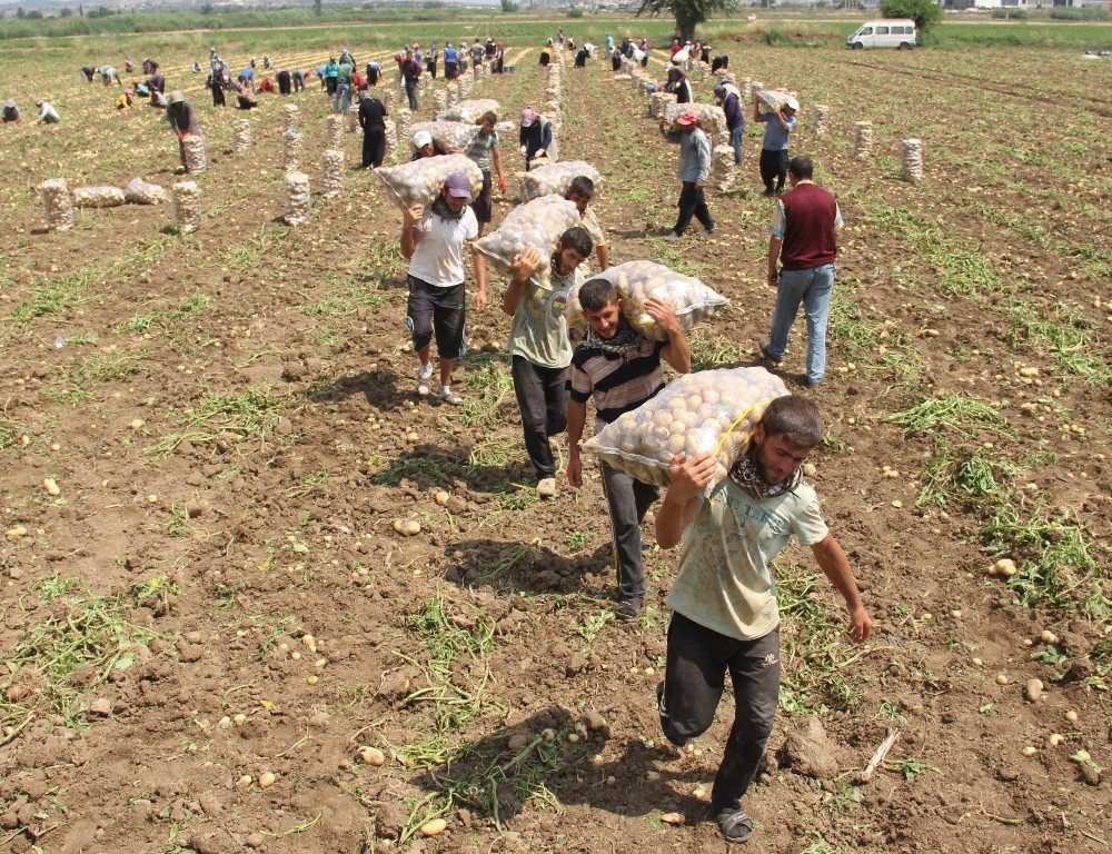 Ekmek Parası Uğruna Sabahtan Akşama Sırtta Çuval Terliyorlar