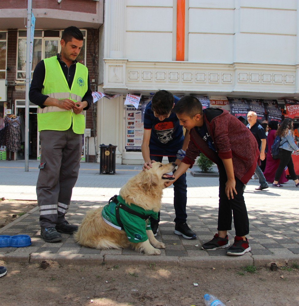 Çöpçü Köpek Kadro Bekliyor