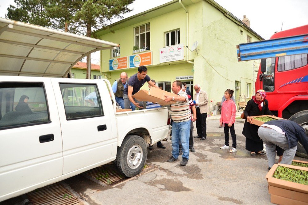 83 Bin Adet Tıbbi Ve Aromatik Bitki Dağıtım Töreni Yapıldı