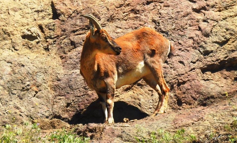 Giresun’da Kızıl Geyikler Fotokapana Yakalandı