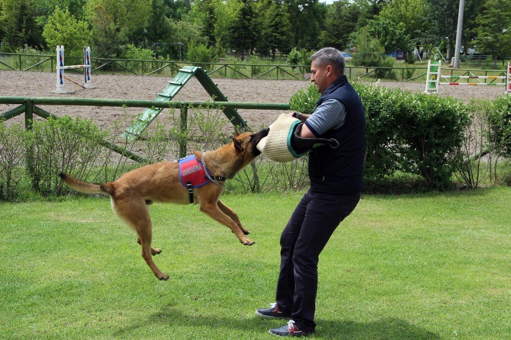 Jandarmanın Göz Bebeği Eğitimli At Ve Köpeklerin Gösterisi Büyüledi