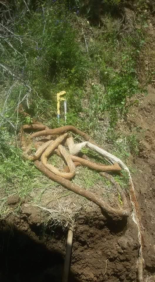 İçme Suyu Borusunun İçinden 13 Metre Söğüt Ağacı Kökü Çıktı