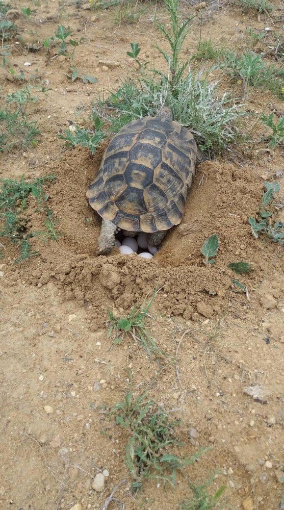 Kaplumbağalar Doğaya Yumurta Bırakmaya Başladı