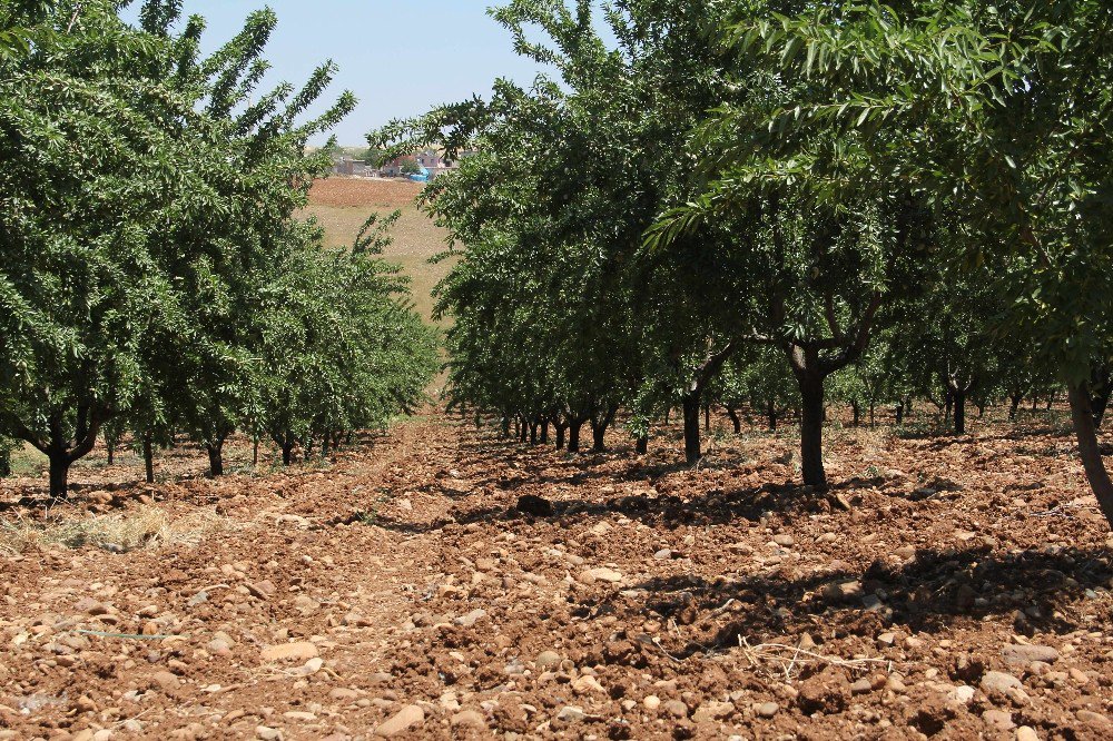 Badem Bahçelerinin Verimliliği İncelendi