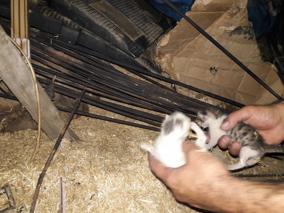 Yangında İki Yavru Kedi Son Anda Kurtarıldı