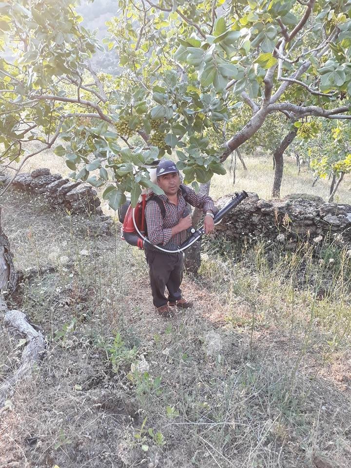 Hastalığa Yakalanan Antep Fıstığı Aydınlı Üreticisini Üzdü