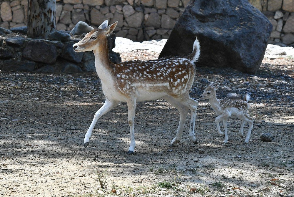 Bu Da İzmirli Bambi