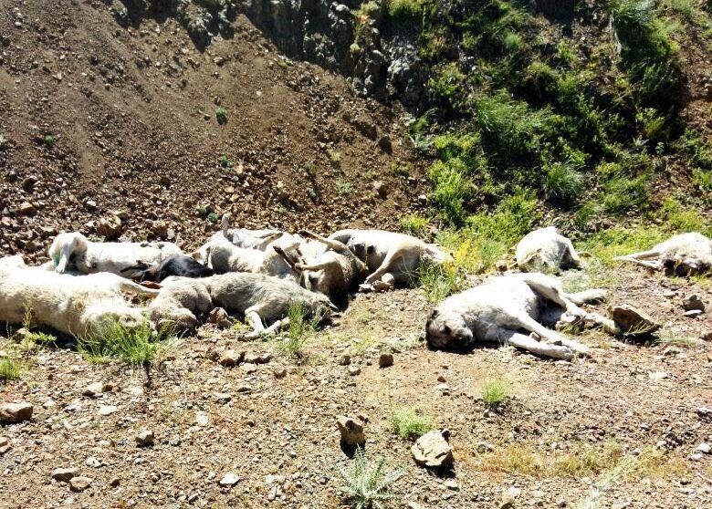 Kubbe Dağında Köpek Katliamı İddiası